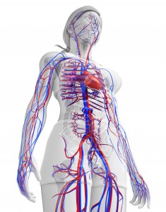Illustration of female circulatory system